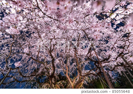 A cherry-blossom party at night 85055648