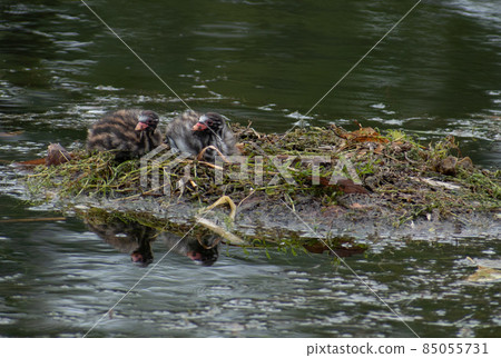 Little Grebe babies waiting in the nest for their parents to return Little Grebe babies waiting in the nest for their parents to return 85055731