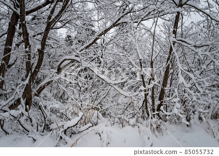 Snowy winter forest / forest (winter forest / forest image) Snowy winter forest / forest (winter forest / forest image) 85055732