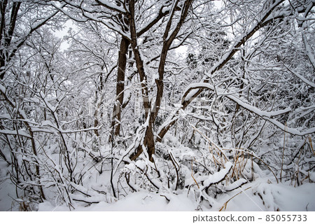 白雪皚皚的冬季森林 / 森林(冬季森林 / 森林形象) 白雪皚皚的冬季森林 / 森林(冬季森林 / 森林形象) 85055733
