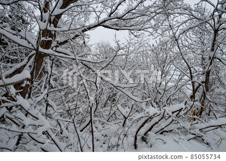 白雪皚皚的冬季森林 / 森林（冬季森林 / 森林形象） 85055734