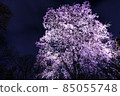 Bewitching night cherry blossoms 85055748