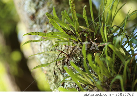 生長在大橡樹樹幹上的 Noxib 85055768