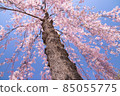 In the spring cherry blossom season 85055775