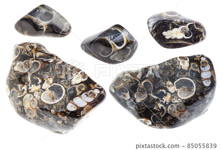 set of various turritella agate fossil stones cutout set of various turritella agate fossil stones cutout 85055839
