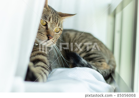 一隻貓在窗邊飄揚 85056008