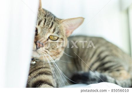 一隻貓在窗邊飄揚 85056010