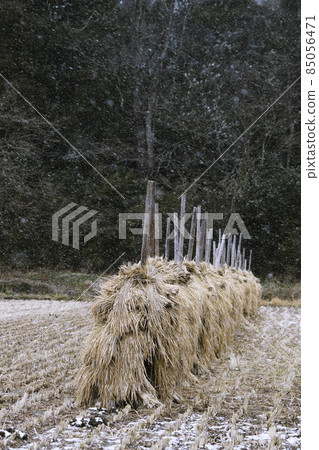 Hang a bunch of harvested rice on a stick Stick _ Winter 85056471