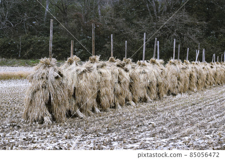 Hang a bunch of harvested rice on a stick Stick _ Winter Hang a bunch of harvested rice on a stick Stick _ Winter 85056472