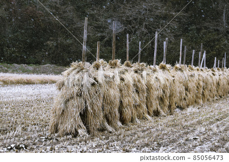 Hang a bunch of harvested rice on a stick Stick _ Winter 85056473