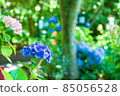 Hydrangea 85056528