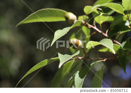 A lot of fruitful oak acorns 85056711