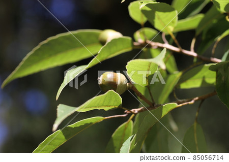 A lot of fruitful oak acorns A lot of fruitful oak acorns 85056714