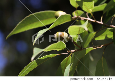 A lot of fruitful oak acorns A lot of fruitful oak acorns 85056716