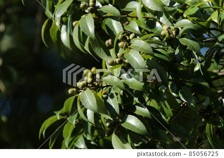 很多碩果累累的橡子 85056725