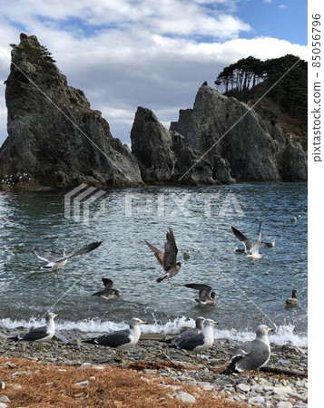 Seagull of Jodogahama Beach 85056796
