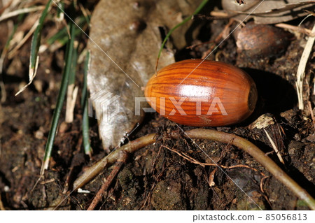 Quercus serrata acorns that fell to the ground in late autumn Quercus serrata acorns that fell to the ground in late autumn 85056813