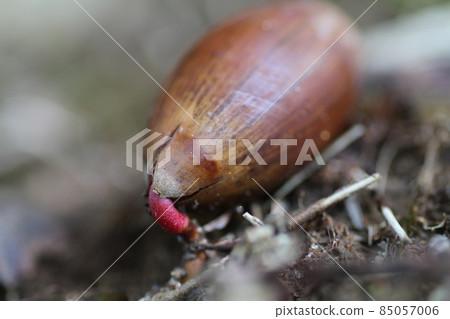 Acorns that fell to the ground in the fall and sprouted Acorns that fell to the ground in the fall and sprouted 85057006