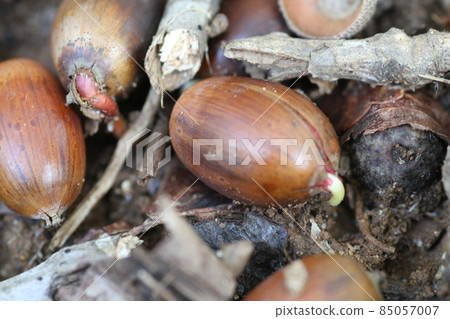 Acorns that fell to the ground in the fall and sprouted Acorns that fell to the ground in the fall and sprouted 85057007