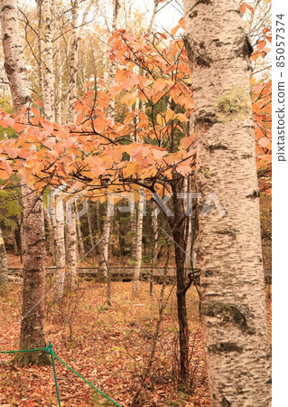 Yachiho Kogen Nature Park Autumn Yachiho Kogen Nature Park Autumn 85057374