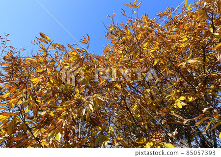 Chestnut leaves with brown autumn leaves in early winter 85057393