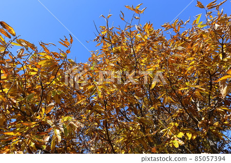 Chestnut leaves with brown autumn leaves in early winter 85057394