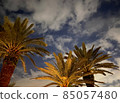 Fantastic light, palm trees and sky 85057480