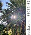Light and reflection overflowing between the leaves of palm trees 85057481