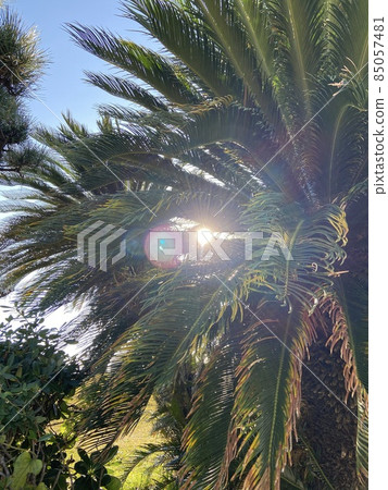 Light and reflection overflowing between the leaves of palm trees 85057481