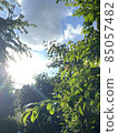 The refreshing trees on a sunny day and the sunshine 85057482