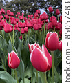 Pink tulips blooming in the tulip field 85057483