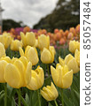 Yellow tulips blooming in the tulip field 85057484