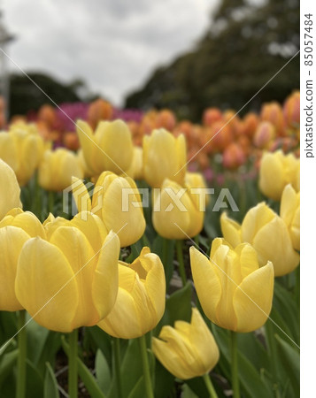 Yellow tulips blooming in the tulip field Yellow tulips blooming in the tulip field 85057484