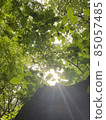 The refreshing trees on a sunny day and the sunshine 85057485