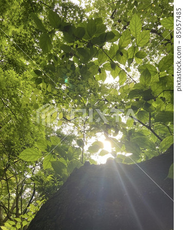The refreshing trees on a sunny day and the sunshine 85057485