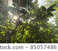 The refreshing trees on a sunny day and the sunshine 85057486