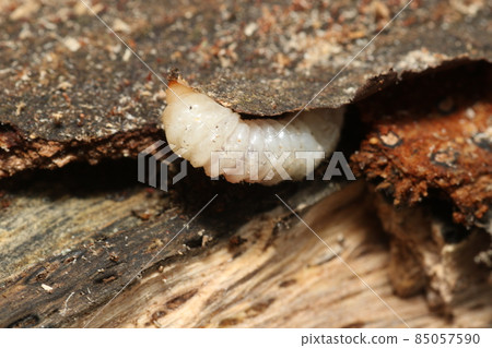 Longhorn beetle larvae from the raw oak tree Longhorn beetle larvae from the raw oak tree 85057590