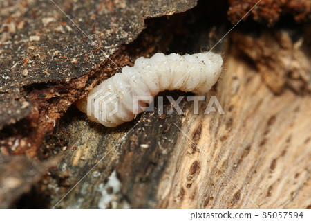 Longhorn beetle larvae from the raw oak tree 85057594
