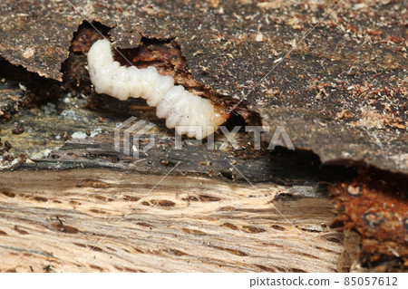 Longhorn beetle larvae from the raw oak tree 85057612