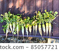 Freshly picked radishes in the fields lined up on the porch 85057721