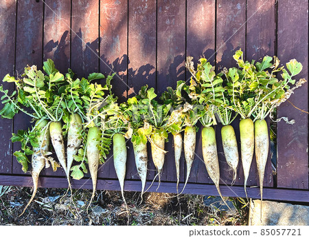 Freshly picked radishes in the fields lined up on the porch Freshly picked radishes in the fields lined up on the porch 85057721