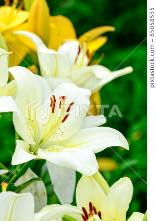 White lily White lily 85058535