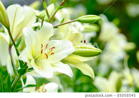 White lily 85058545
