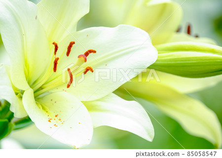 白百合 白百合 85058547