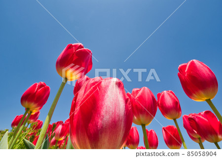 [Osaka] April, Harvest Hill, Harvest Hill 85058904