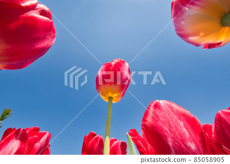 [Osaka] April, Harvest Hill, Harvest Hill 85058905