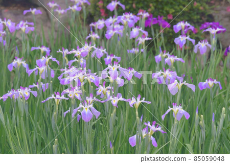鳶尾花 鳶尾花 85059048