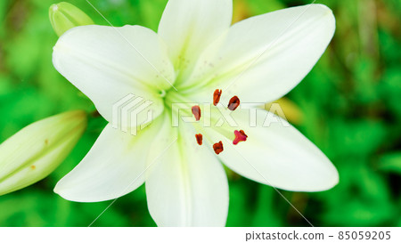 White lily White lily 85059205