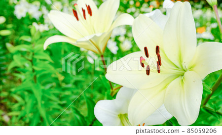 白百合 白百合 85059206