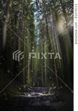 forest, woodland, wood 85059331